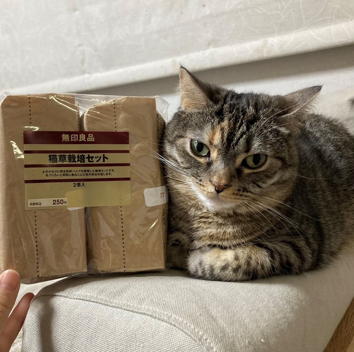 MIDORI長野】にゃんにゃん猫の日｜無印良品 MIDORI長野